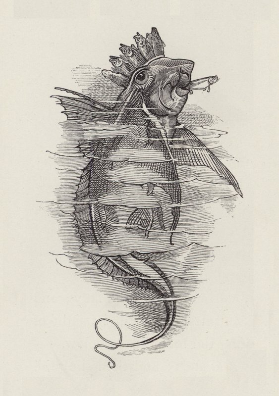 Ilustração para The Water-Babies de Charles Kingsley (gravura) de Edward Linley (after) Sambourne