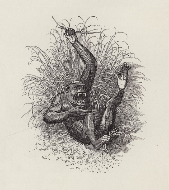 Ilustração para The Water-Babies de Charles Kingsley (gravura) de Edward Linley (after) Sambourne