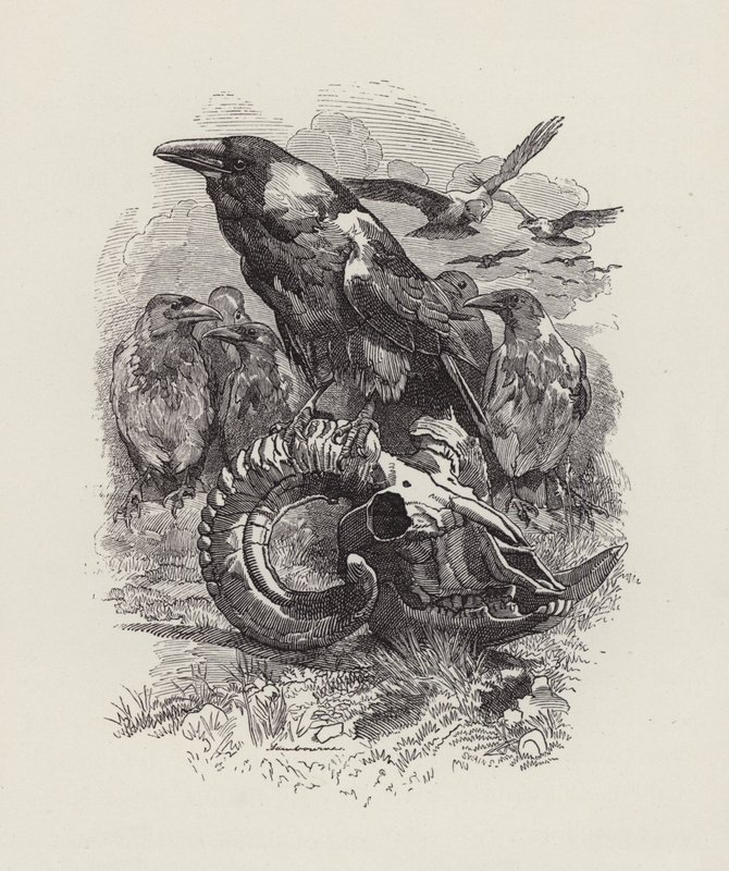 Ilustração para The Water-Babies de Charles Kingsley (gravura) de Edward Linley (after) Sambourne