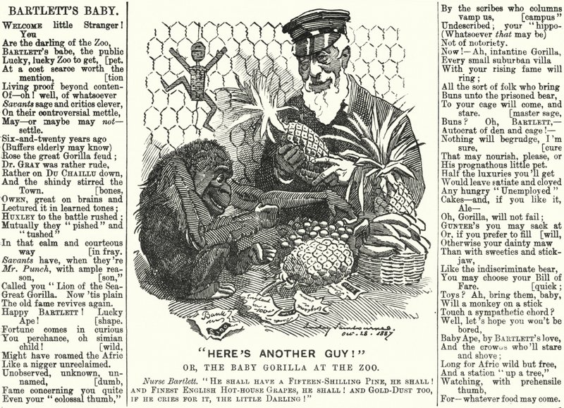 Soco cartoon: Abraham Dee Bartlett, superintendente do Zoo de Londres, e um gorila bebé (gravura) de Edward Linley (after) Sambourne