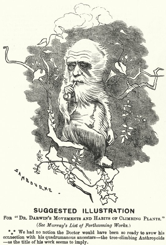 Soco cartoon: Ilustração Sugerida para os Movimentos e Hábitos de Trepadeiras do Dr. Darwin (gravura) de Edward Linley (after) Sambourne