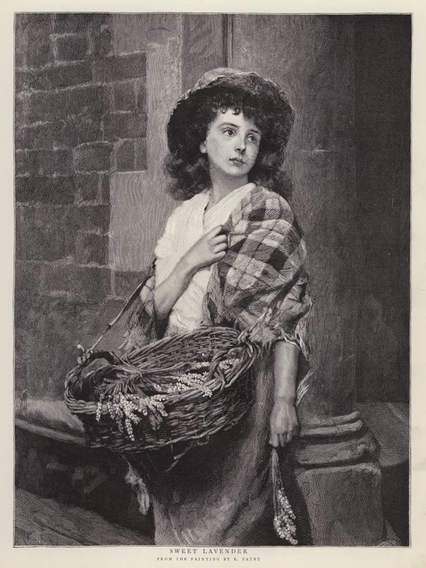 Alfazema Doce (litho) de Edward Patry