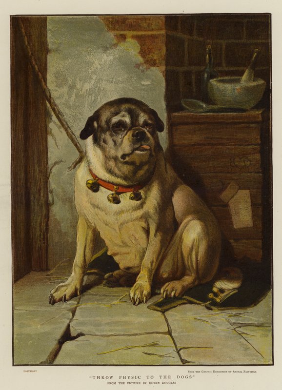 Jogue Físico nos Cães de Edwin Douglas