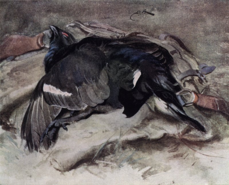 Blackcock de Edwin John Alexander