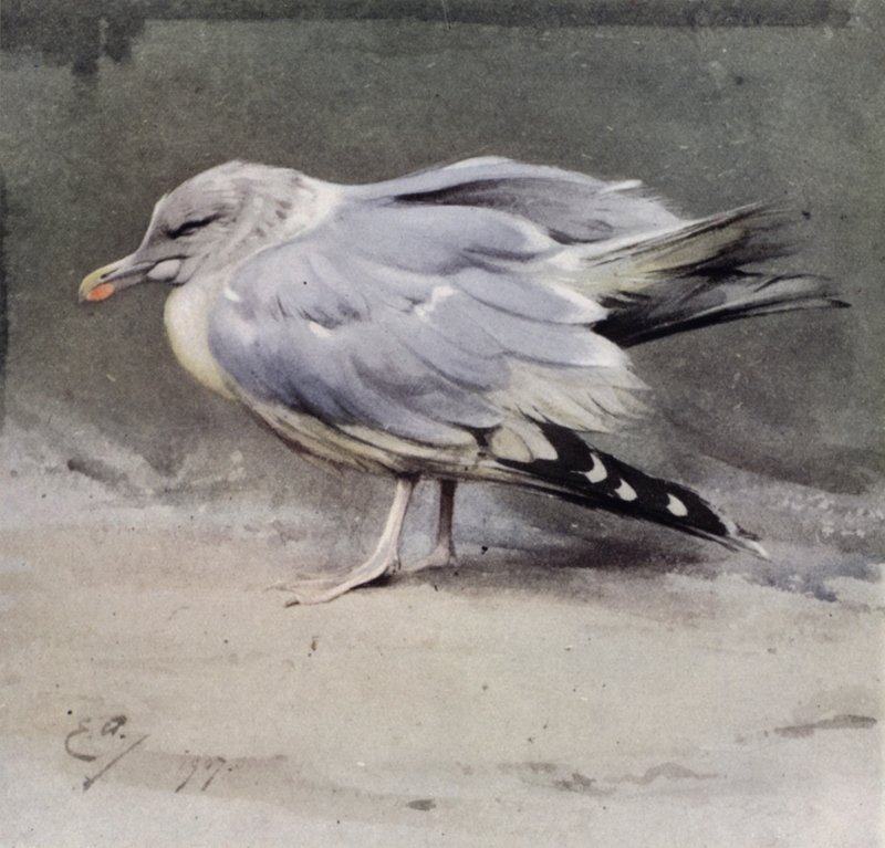 Gaivota-prateada doente de Edwin John Alexander