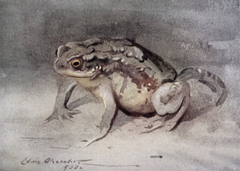 Sapo de Edwin John Alexander