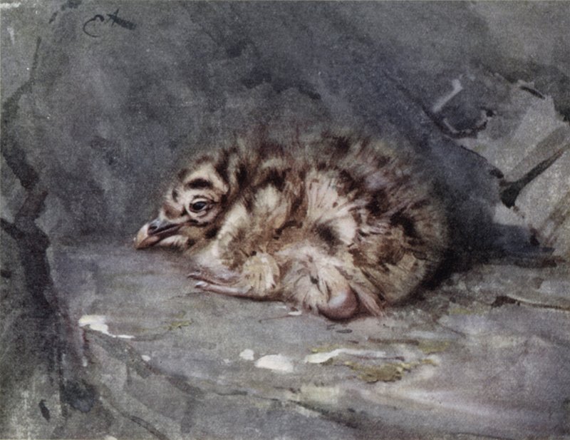Gaivota-de-dorso-negro de Edwin John Alexander