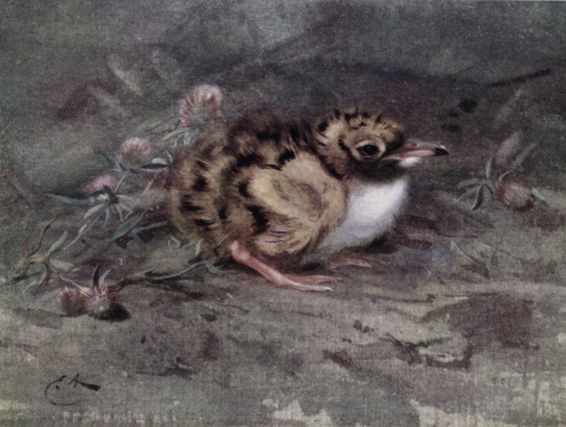 Jovem, tern de Edwin John Alexander