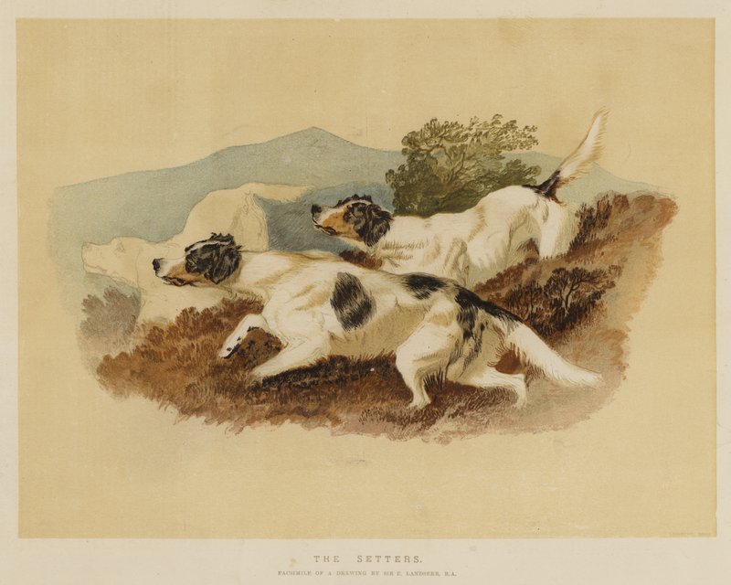 Os setters de Edwin Landseer
