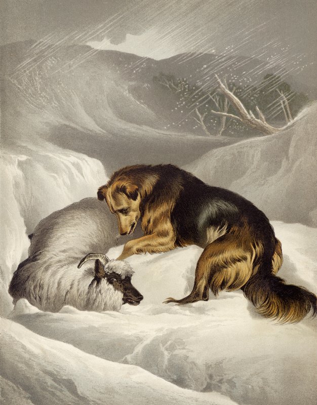 Resgate de ovelhas de Edwin after Landseer