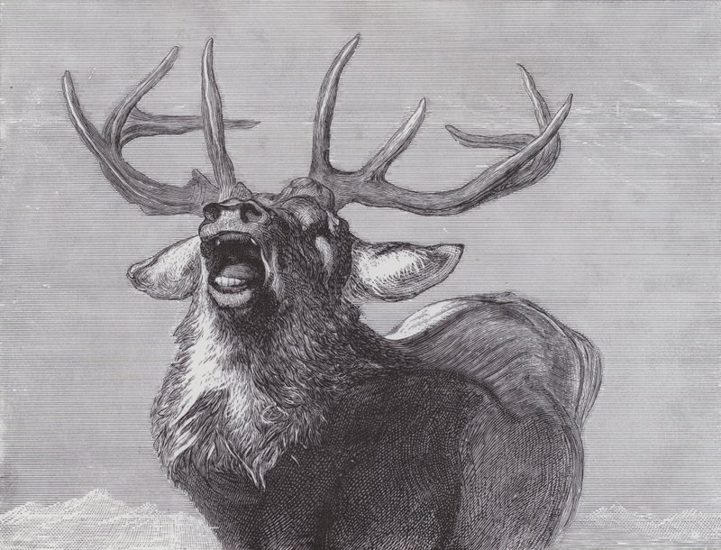 Um desafio de Edwin (after) Landseer