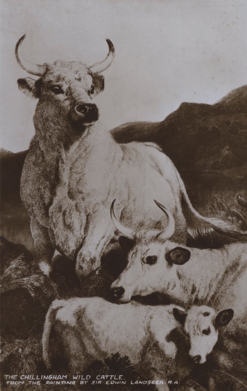 O Gado Selvagem de Chillingham (foto a p/b) de Edwin (after) Landseer