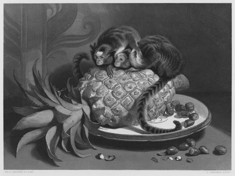 As Marmozetas, da foto da Coleção Real (gravura) de Edwin (after) Landseer