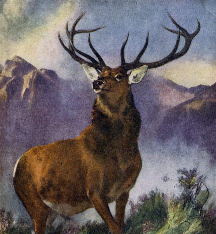 O Monarca do Glen (cor litho) de Edwin (after) Landseer
