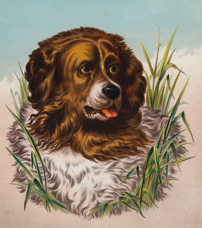 A Terra Nova (litografia a cores) de Edwin (after) Landseer