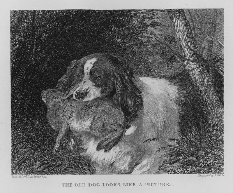 O Cão Antigo Parece uma Foto (gravura) de Edwin (after) Landseer