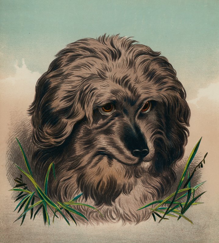 O Skye Terrier (litografia a cores) de Edwin (after) Landseer