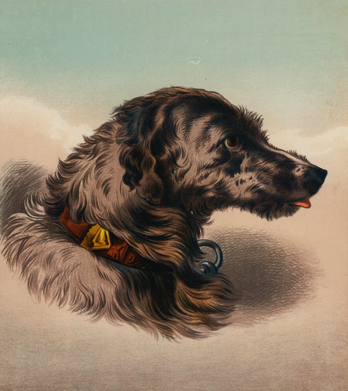 The Stag Hound () (litografia a cores) de Edwin (after) Landseer