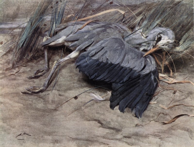 Garça de Edwin John Alexander