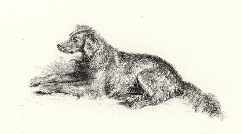 Um cão setter de Edwin Landseer