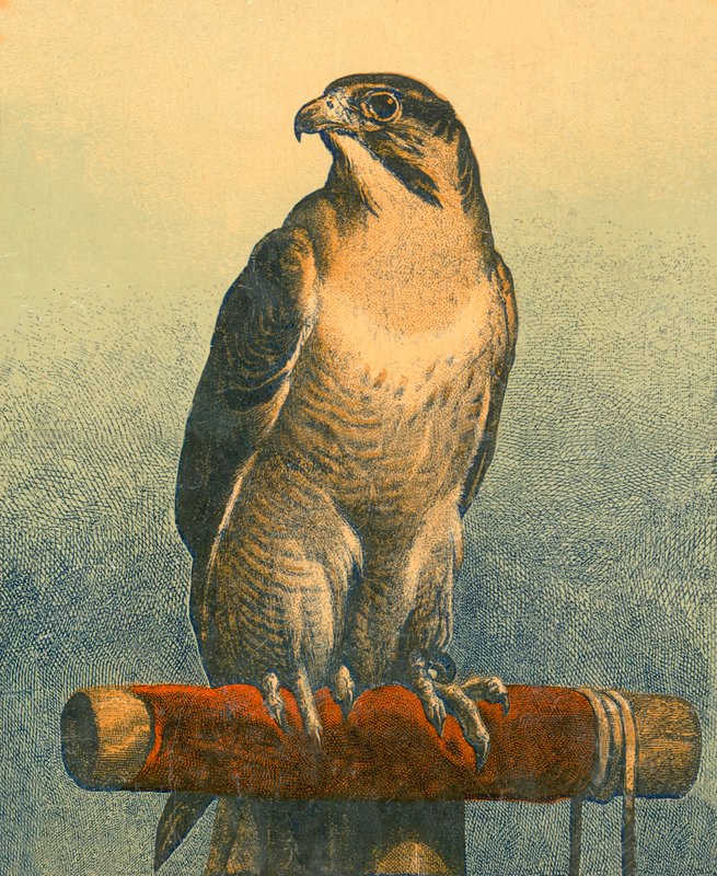 Falcão de Edwin Landseer