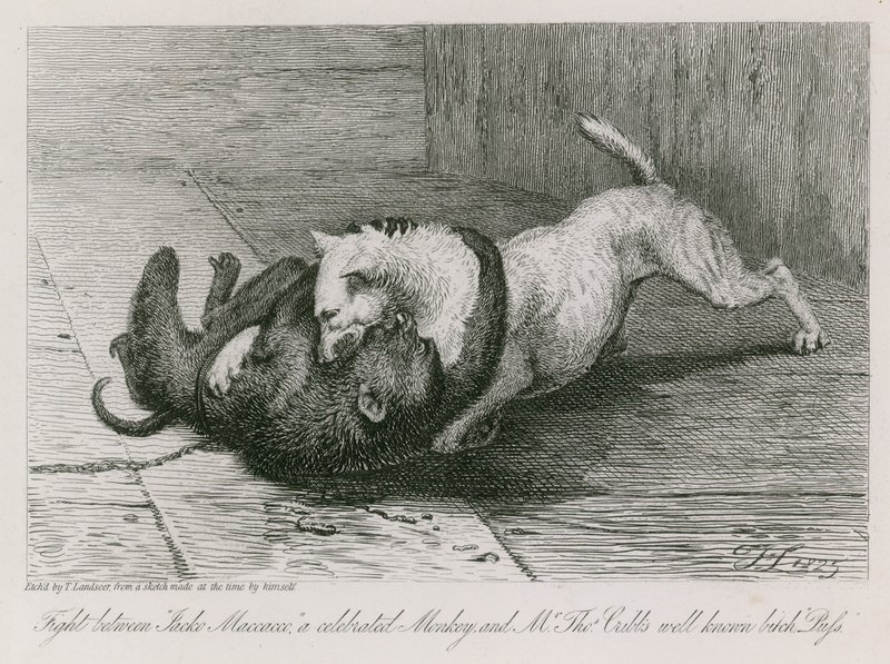 Luta entre Jacco Macacco, um célebre macaco, e a famosa cadela do Sr. Thomas Cubb, Puss de Edwin Landseer