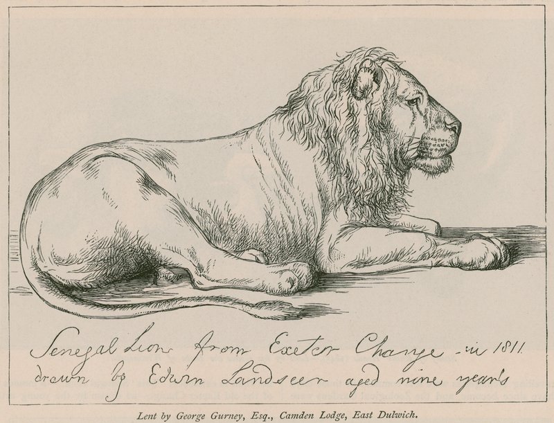 Senegal Lion from Exeter Change de Edwin Landseer