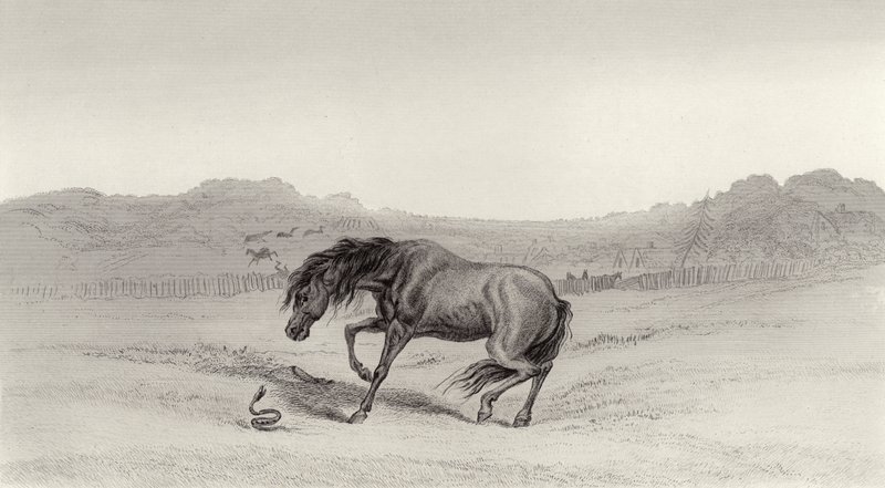 Assustado! de Edwin Landseer