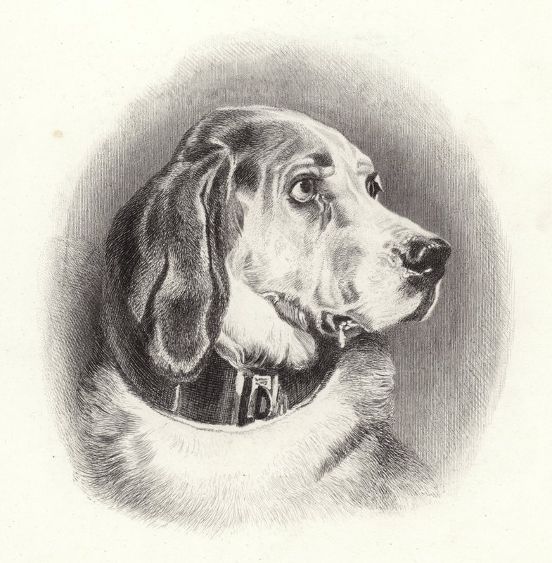 O bloodhound de Edwin Landseer