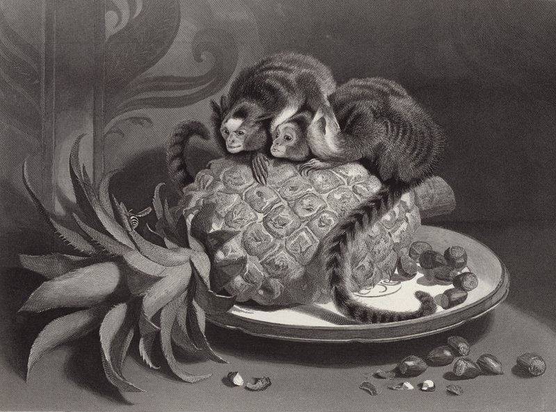 Os marmozettes de Edwin Landseer