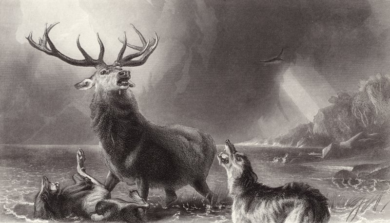 O Stag na Baía de Edwin Landseer
