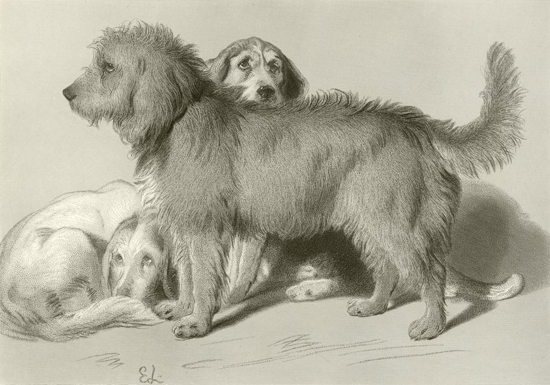 Os três cães de Edwin Landseer