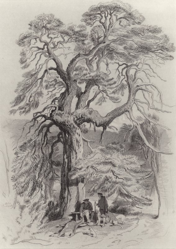 Sob a velha árvore de abeto de Edwin Landseer