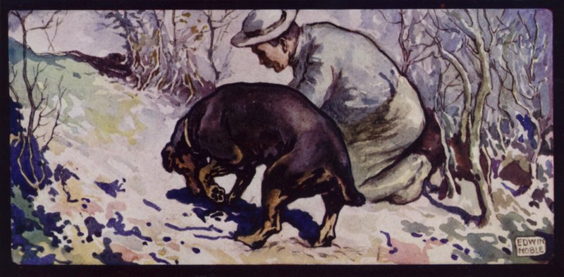 Um Cão de Caça à Trufa Inglês (cor litho) de Edwin Noble