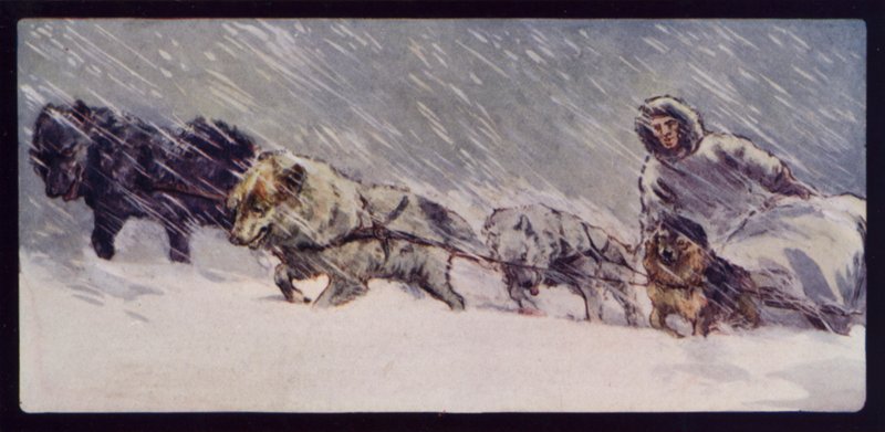 Eskimo Sledge Dog Team (cor litho) de Edwin Noble
