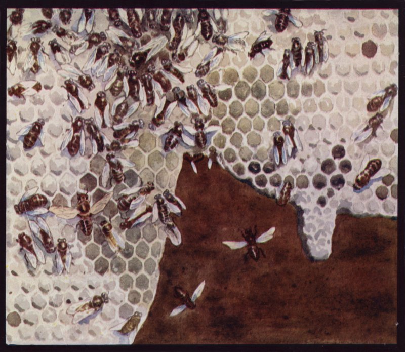 Bees at Work on the Honeycomb (cor litho) de Edwin Noble