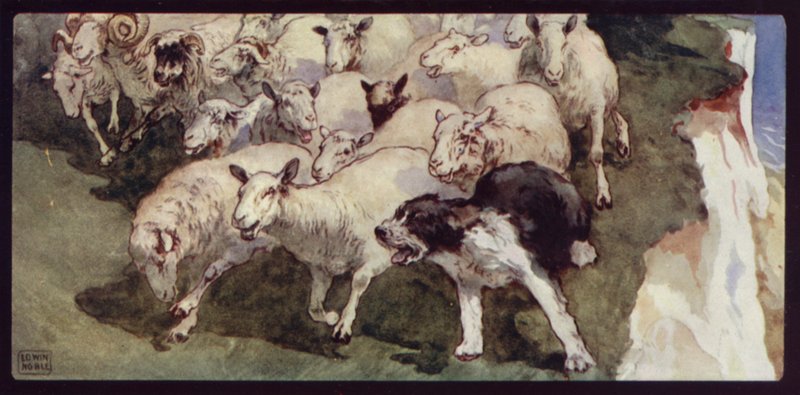 Bobtailed Sheep-Dog e Flock on the Cliffs (cor litho) de Edwin Noble