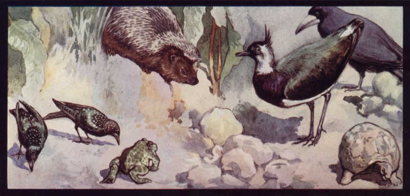 Foes of the Worm and Slug (cor litho) de Edwin Noble