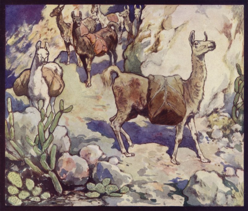 Llamas nos Andes (cor litho) de Edwin Noble