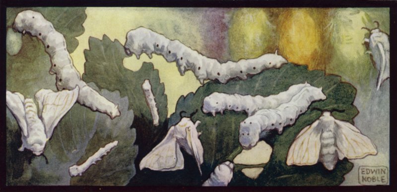 Alimentação dos bichos-da-seda e das traças (cor litho) de Edwin Noble