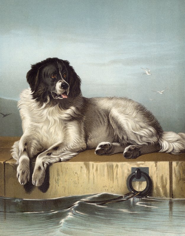 Um Membro Ilustre Da Humane Society de Edwin after Landseer