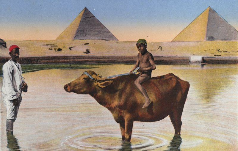 Cairo, pirâmides e búfalos no Nilo (foto colorida) de Egyptian Photographer