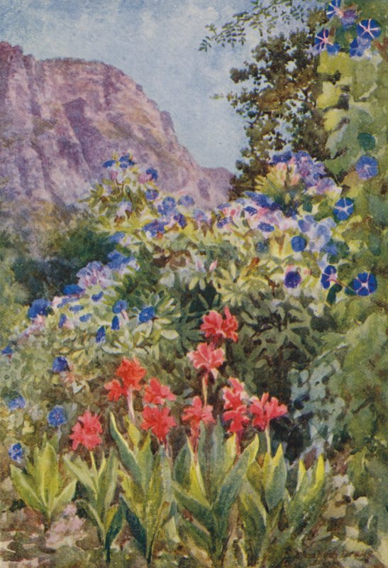 Ipomoea azul e Cannas, Bishopscourt, perto da Cidade do Cabo (litografia a cores) de Elizabeth Drake