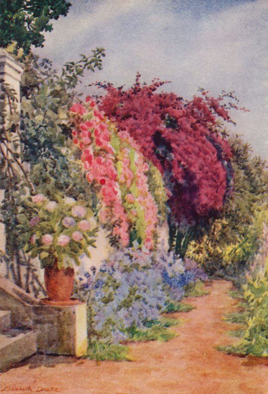 Bougainvillea and Roses, Welgelegen, Rosebank (litografia a cores) de Elizabeth Drake