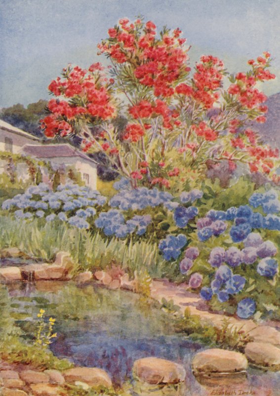 Hydrangeas by the Water, Bishopscourt, perto da Cidade do Cabo (litografia a cores) de Elizabeth Drake
