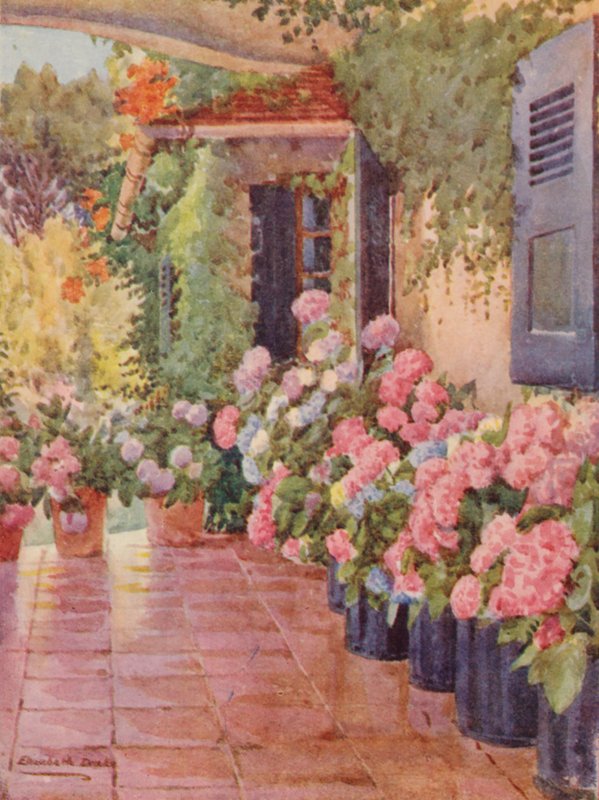 Hortênsias no talude, Paradise, Claremont (litografia a cores) de Elizabeth Drake