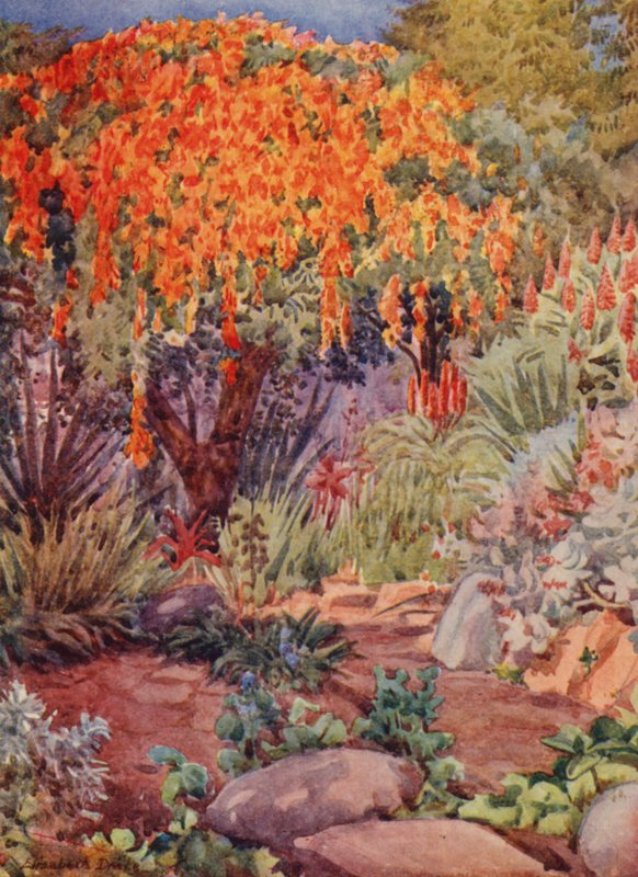 Laranja Bignonia venusta, Woodley, Durban (litografia a cores) de Elizabeth Drake