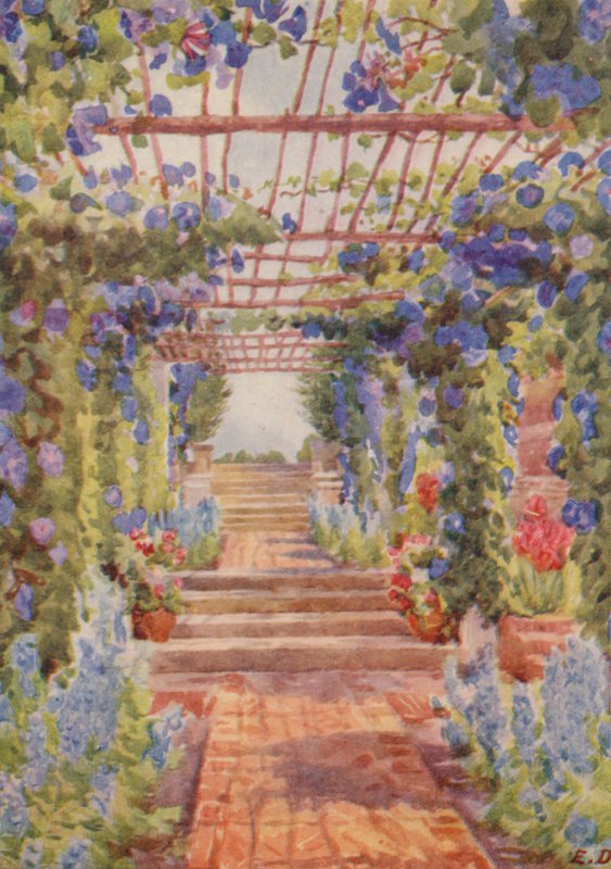 Pérgola coberta com Ipomoea Learii de Grendel, Tygerberg (litografia a cores) de Elizabeth Drake