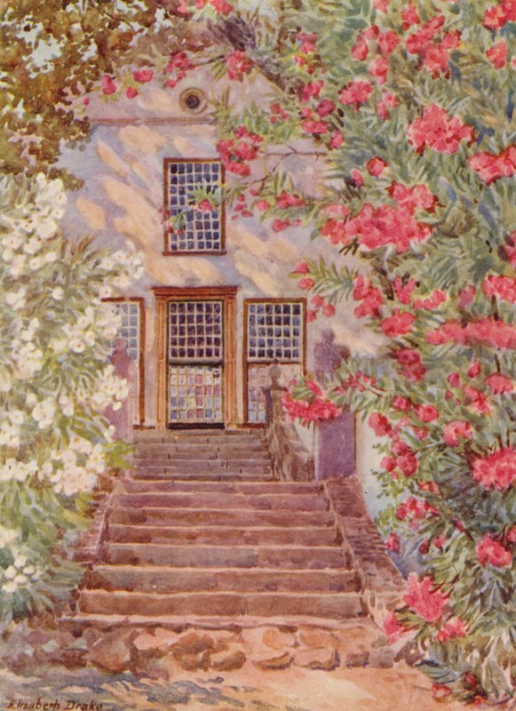 Oleandros cor-de-rosa e brancos, Alphen, Wynberg (litografia a cores) de Elizabeth Drake