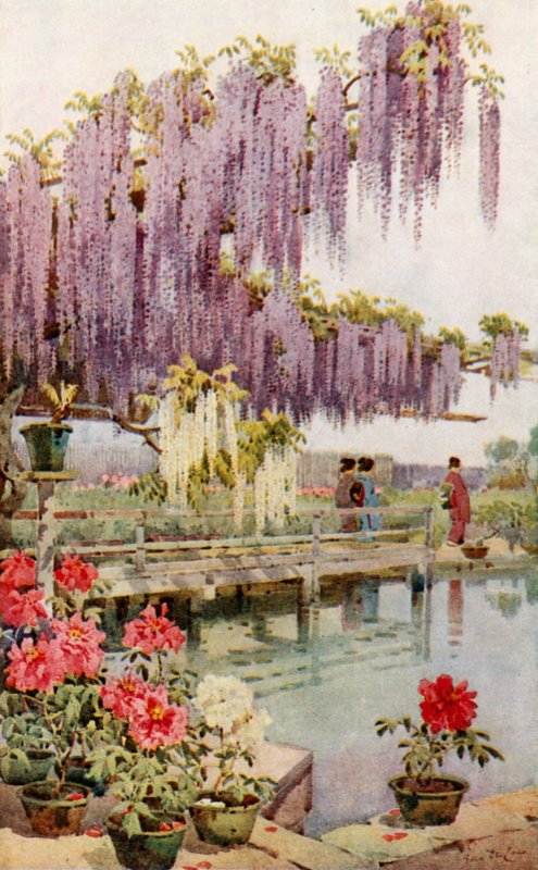 Um Jardim de Paeony (cor litho) de Ella Du Cane